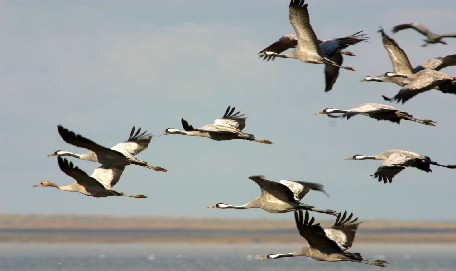 Kranichflug