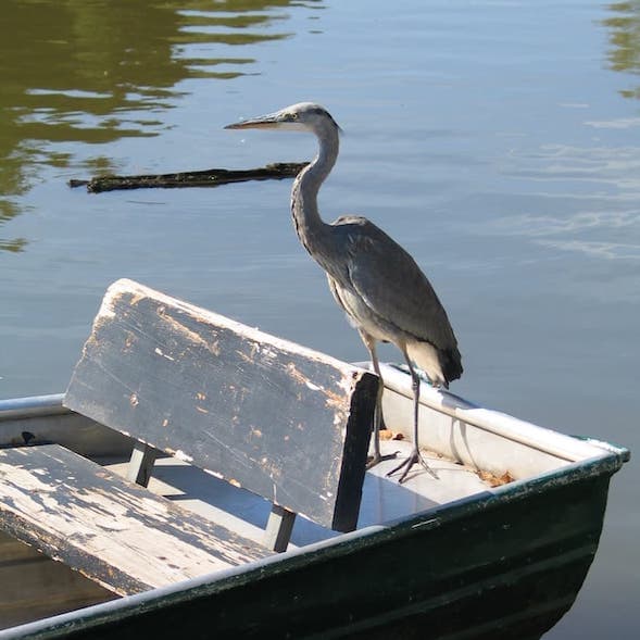 Kranich auf Boot - Helmut Wegmann / pixelio.de