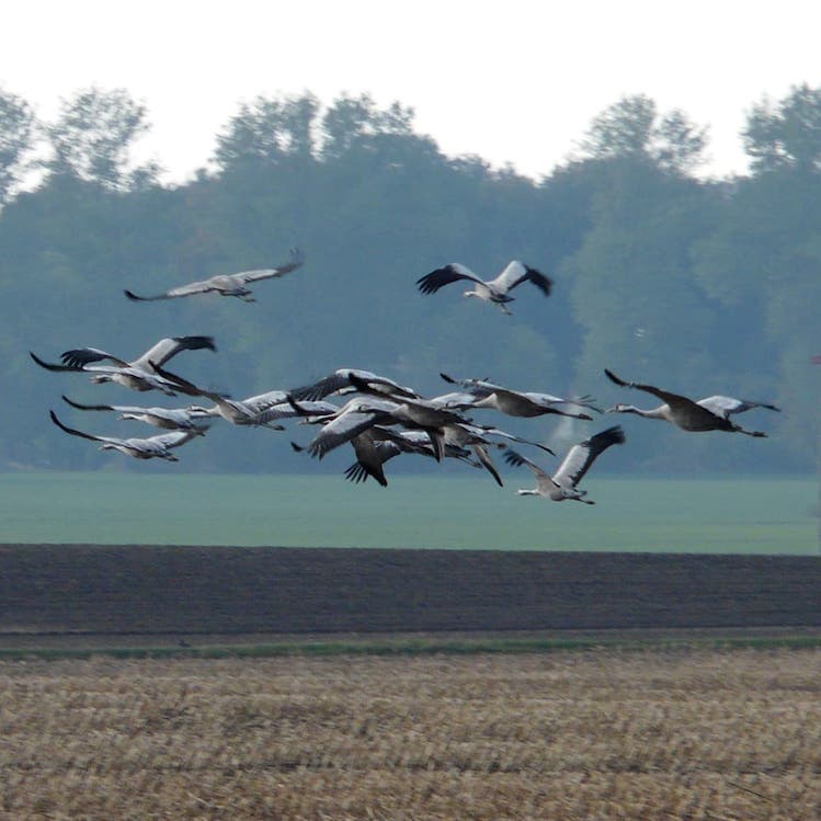 Kraniche in Groß-Mohrdorf - Annett Bockhoff / pixelio.de